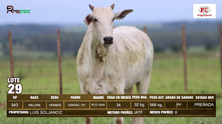 Lote Hembras NELORE a remate en Expo Pioneros 23 de Mayo 2024 en Pioneros del Chaco S.A.