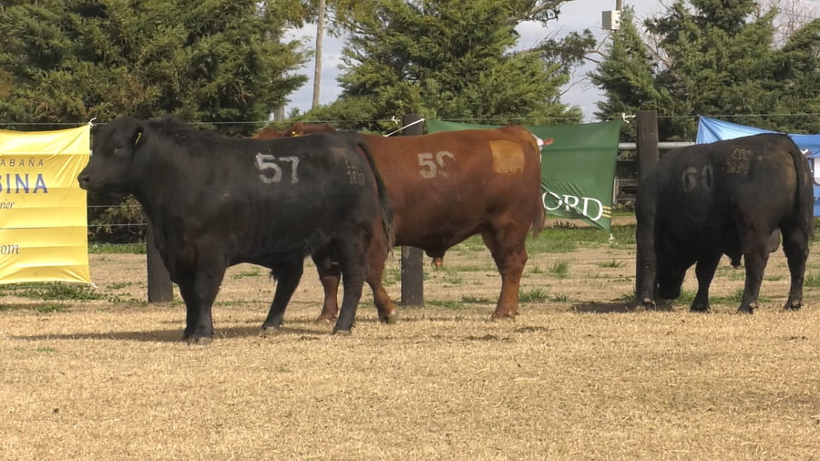 Lote TOROS ANGUS PUROS CONTROLADOS