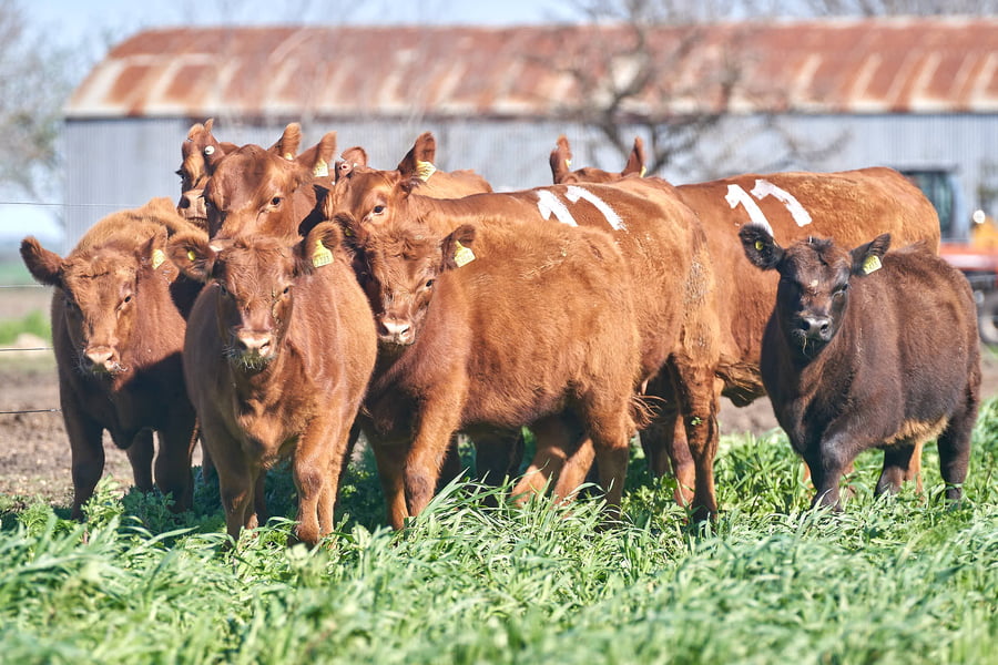Lote "ME KEN" VAQUILLAS P.C CON CRIA