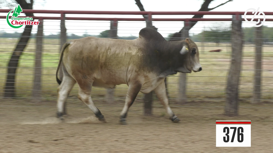 Lote Brahman
