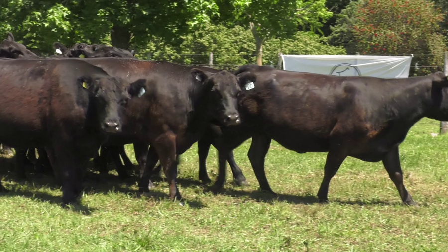 Lote 15 Vacas nuevas C/ gtia de preñez en Udaondo, Buenos Aires