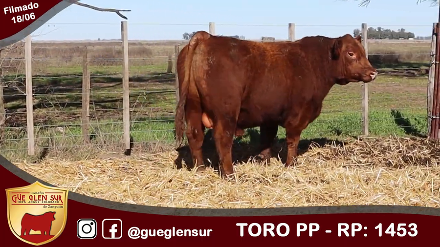 Lote Toro PP