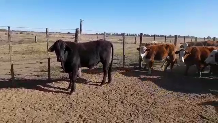 Lote 120 Novillitos Braford en Tostado, Santa Fe