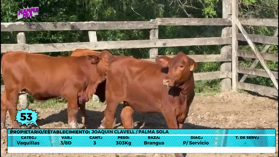 Lote LOTE 53