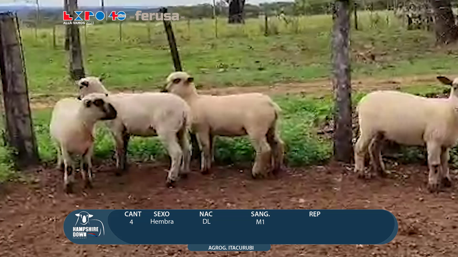 Lote LOTE 53 - CAMPO