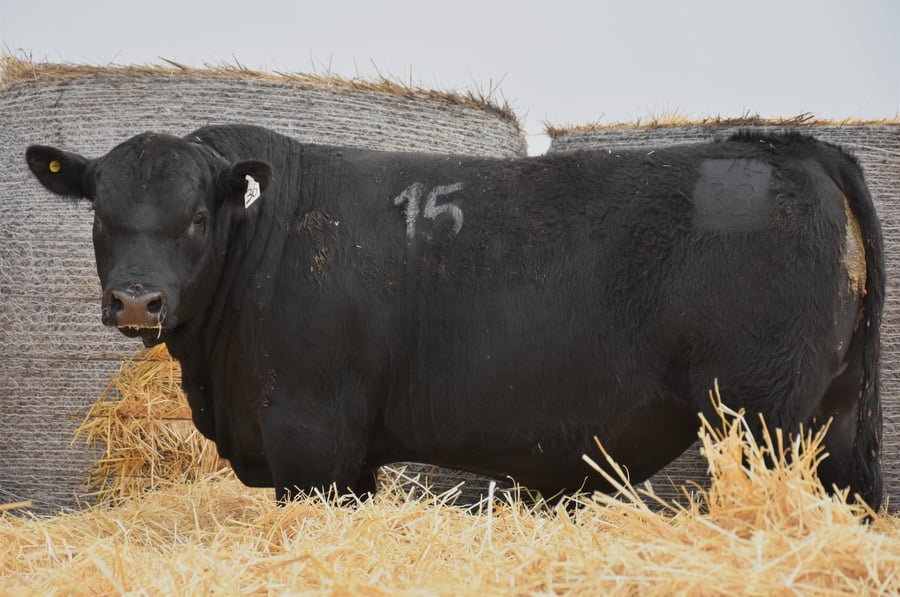 Lote TOROS PC