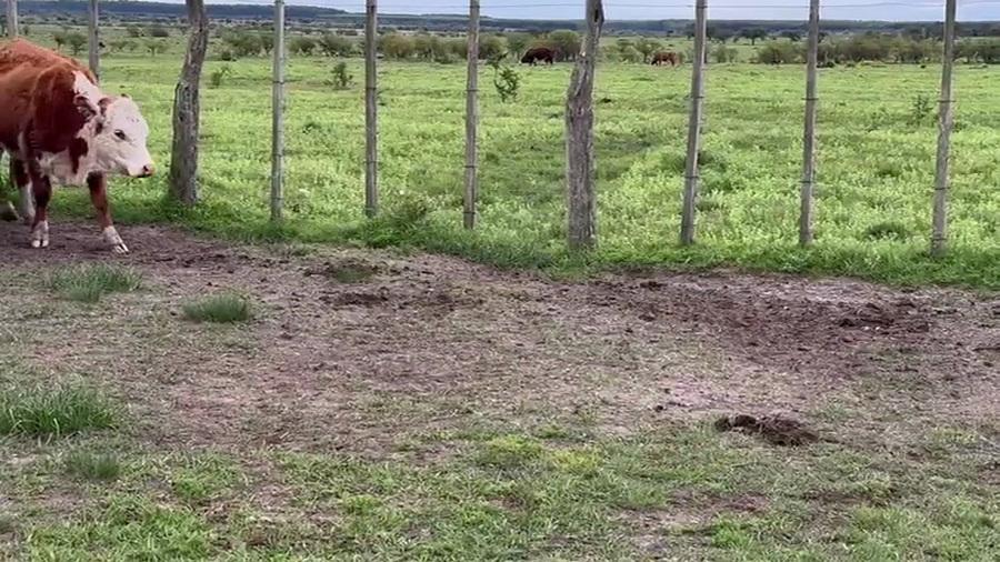 Lote 12 Vaquillonas C/ gtia de preñez en Corrientes, Monte Caseros