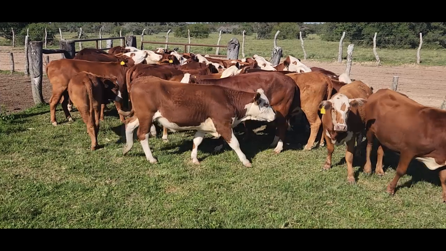 Lote 32 Vaquillonas P/ entorar en Mercedes, Corrientes