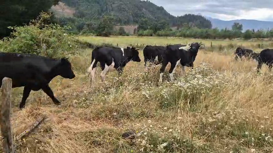 Lote 55 Novillo Engorda en Cunco, IX Región Araucanía