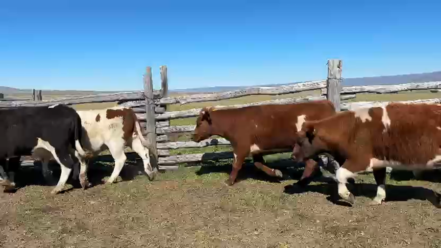 Lote 44 Novillo Engorda en Coyhaique, XI Región Aysén