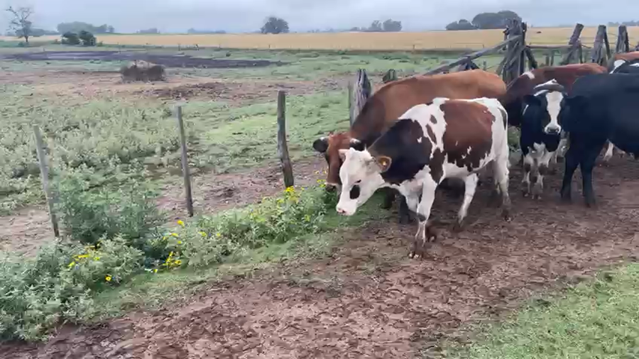 Lote 40 Terneros Holando en Pehuajó