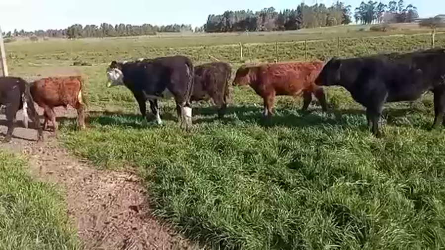 Lote (Vendido)9 Terneros BRITANICA a remate en 5to remate por pantalla ENTRE MARTILLOS 140kg -  en LIBERTAD