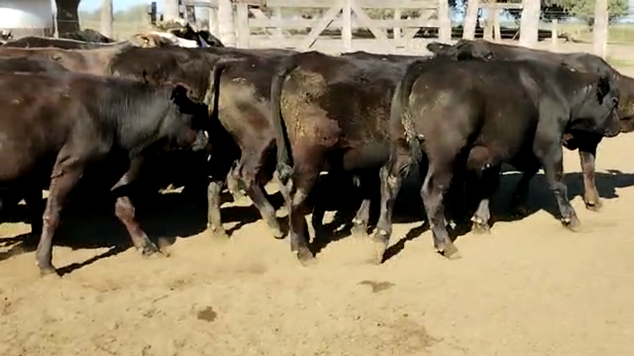 Lote 80 Novillitos en Vilelas, Santiago del Estero