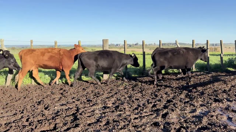 Lote VACAS PREÑADAS