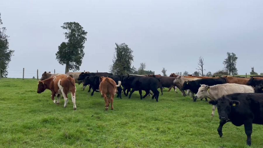 Lote 48 Novillo Engorda en Osorno, X Región Los Lagos