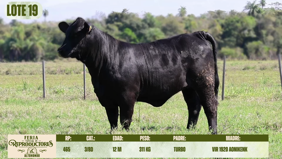 Lote LOTE 19