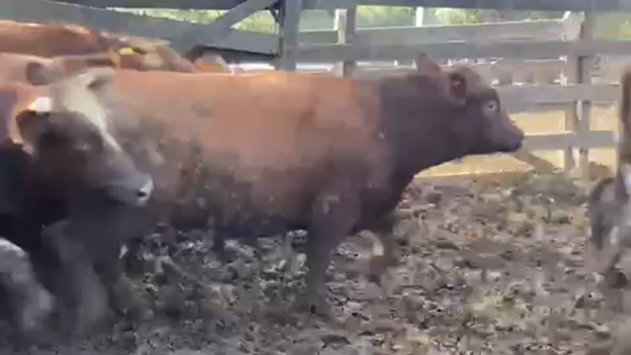 Lote 45 Novillo Gordo en Litueche, VI Región O'Higgins