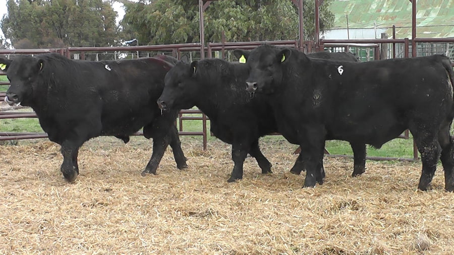 Lote "Toros ""SANTA ROSA"""
