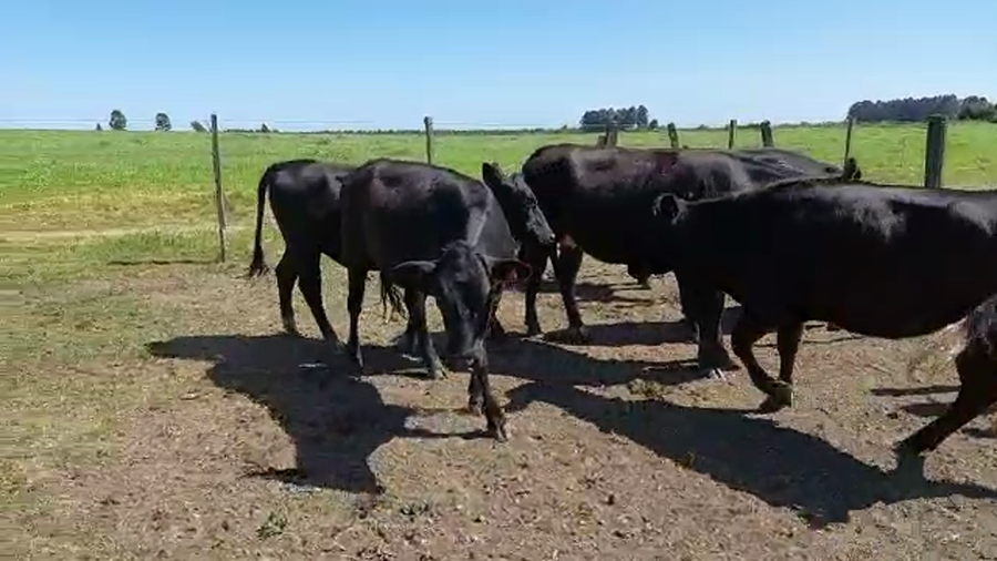 Lote 6 Vaquillonas 1 a 2 años AB HO a remate en REMATE POR PANTALLA 380kg - , San José