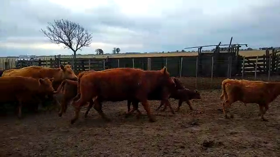 Lote 18 Vacas nuevas Preñadas en Pirovano, Buenos Aires