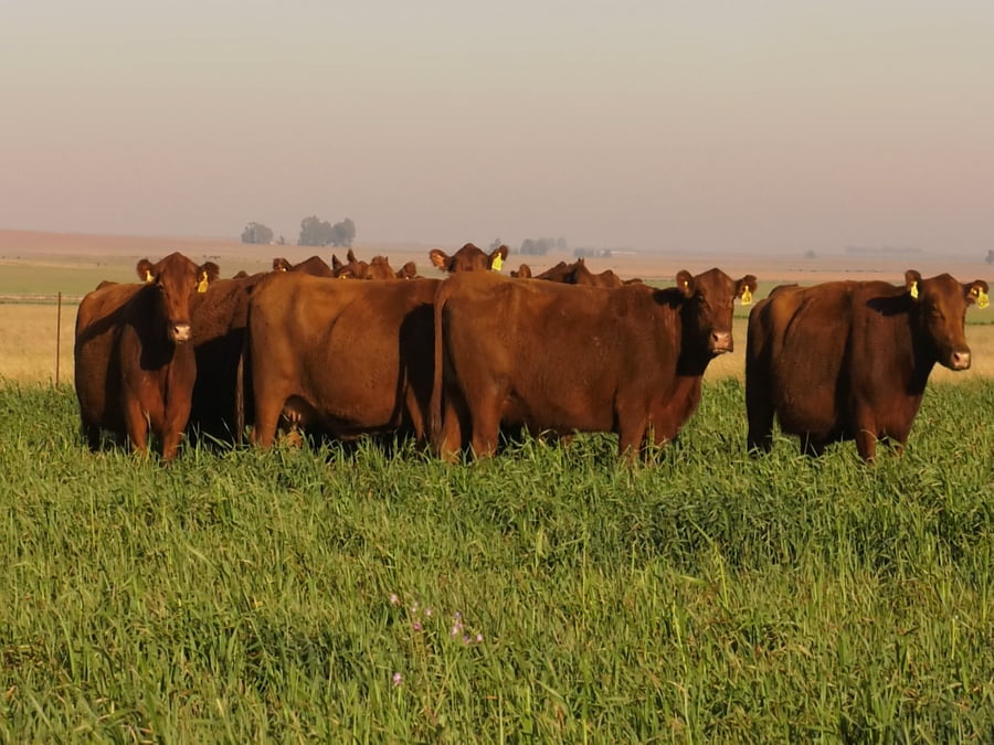 Lote VACAS A. ANGUS COLORADAS P. CONTROLADAS C/ GTIA DE PREÑEZ