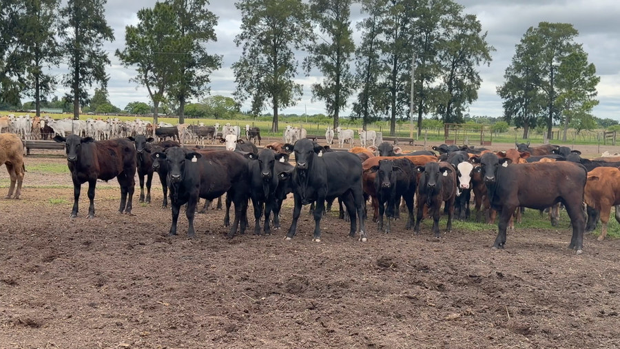 Lote 70 Terneros