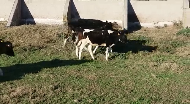 Lote (Vendido)7 Terneros HO a remate en Pantalla Carmelo 170kg -  en NUEVA PALMIRA