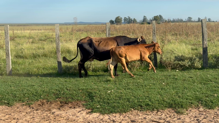 Lote 88 Vacas CUT con cría en Corrientes, Guaviravi