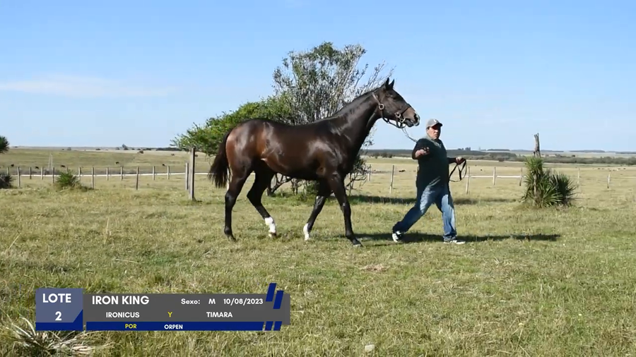 Lote IRON KING