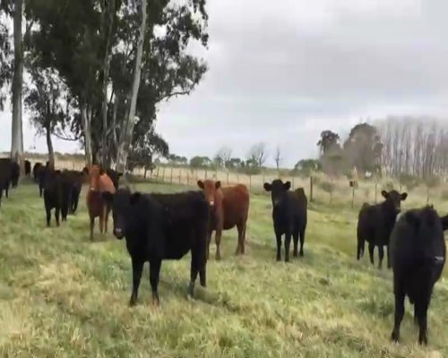 Lote 34 Vaquillonas en Navarro, Buenos Aires