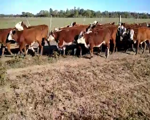 Lote 100 Terneras en El Colorado, Formosa