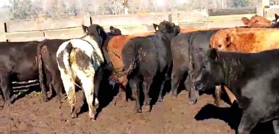 Lote 22 Vaquilla Engorda en XIV Región Los Ríos, Río Bueno