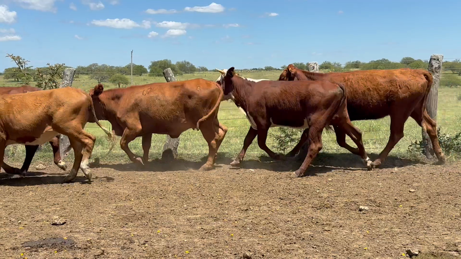 Lote 78 Vaquillonas en Corrientes, Monte Caseros