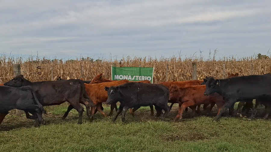 Lote 33 Terneras en Navarro