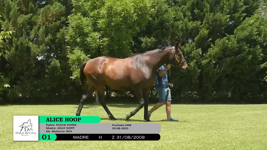 Lote ALICE HOOP (Brz)