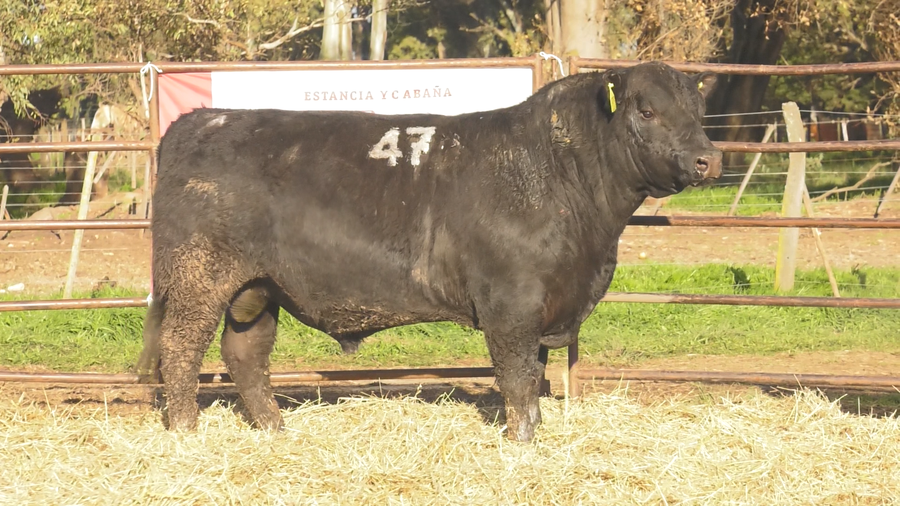 Lote TOROS ANGUS NEGROS  PC