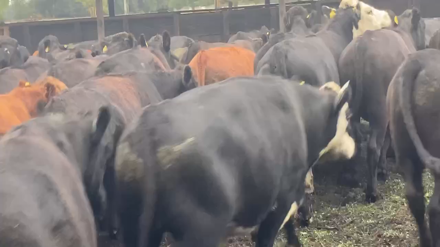 Lote 55 Novillo Engorda en Río Bueno, XIV Región Los Ríos