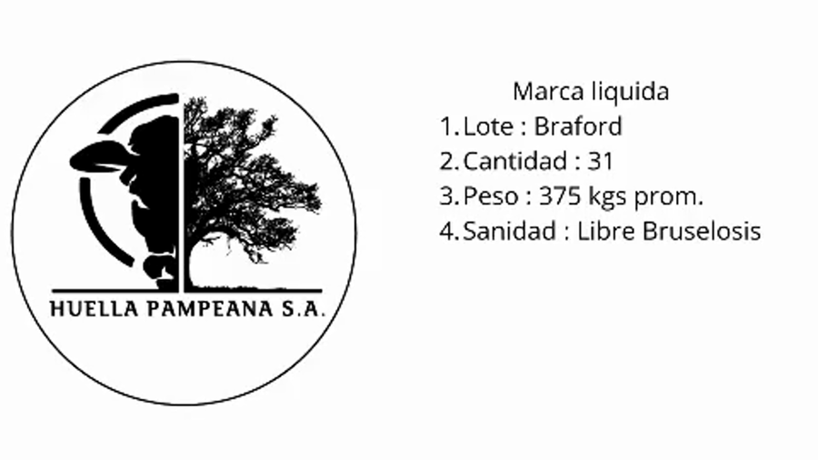 Lote 31 Vaquillonas Braford en Suardi, Santa Fe