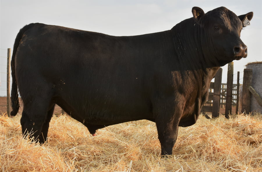 Lote TOROS PC