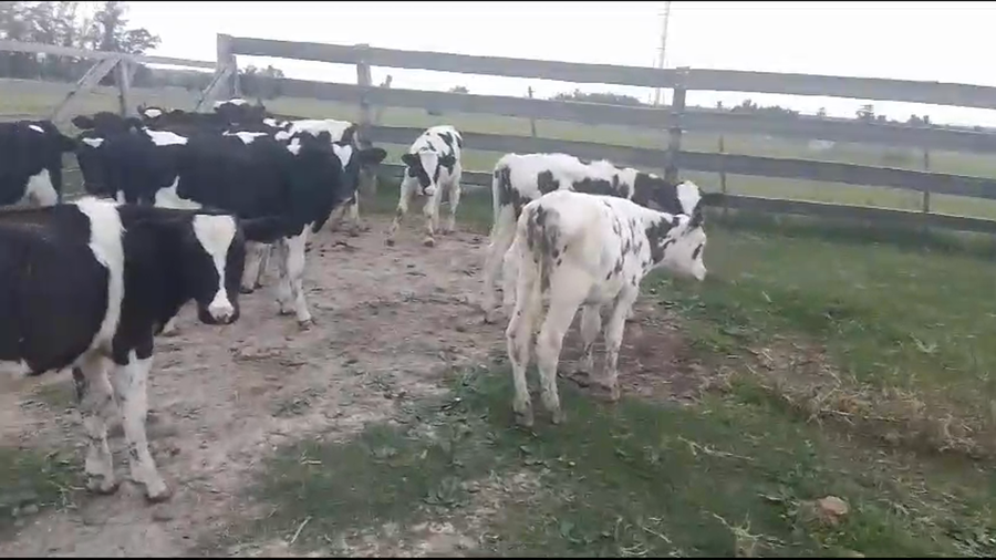 Lote 11 Terneros Hol a remate en Pantalla Camy 110kg -  en Chamizo