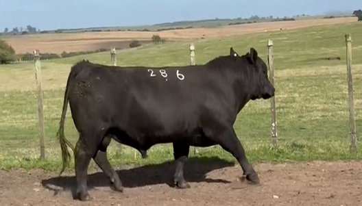 Lote Angus
