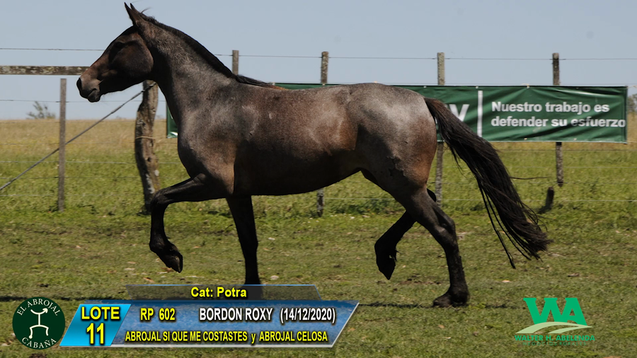 Lote BORDON ROXY