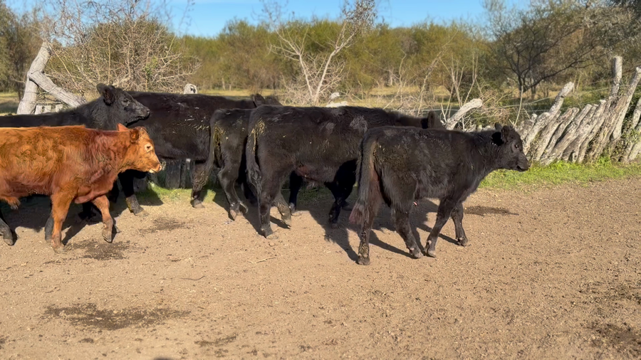 Lote 40 Terneros