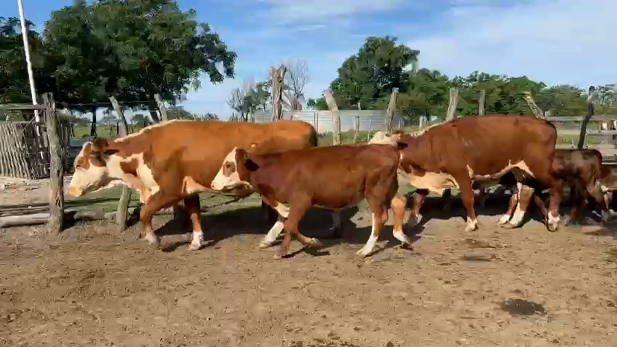 Lote 6 Vacas CUT con cría