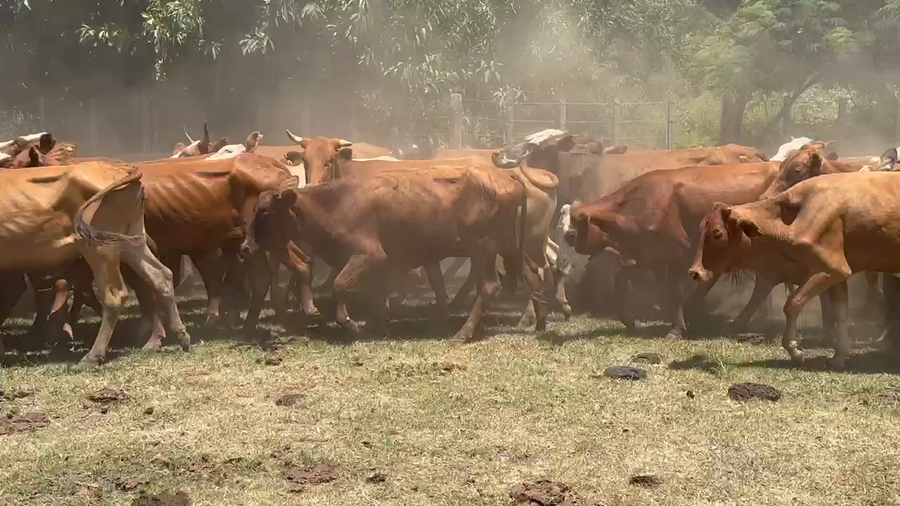 Lote 80 Vaquillonas en Ituzaingó, Corrientes