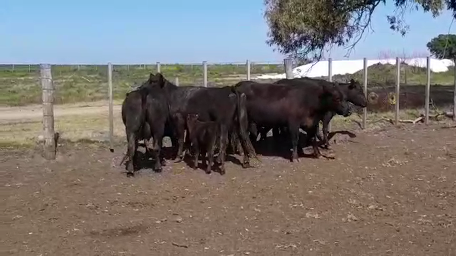 Lote 10 Piezas de cría ANGUS a remate en Expo Ombúes en OMBUES DE LAVALLE