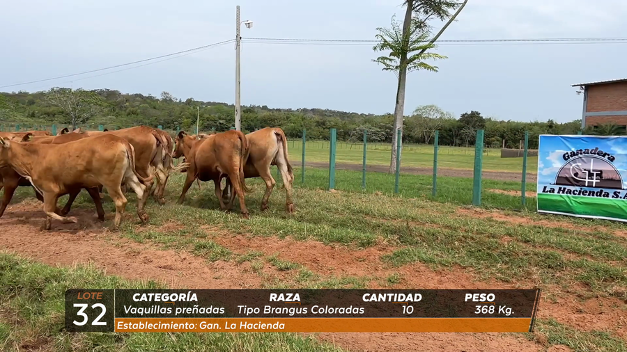 Lote VAQ PREÑADAS