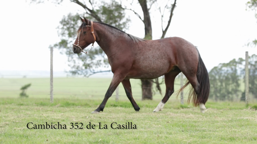 Lote Cambicha 352 De La Casilla