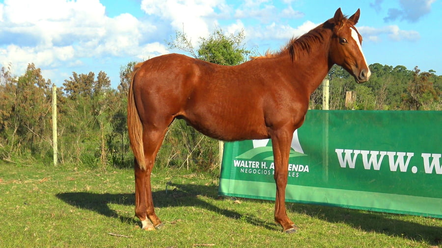 Lote TANQUERIDA H