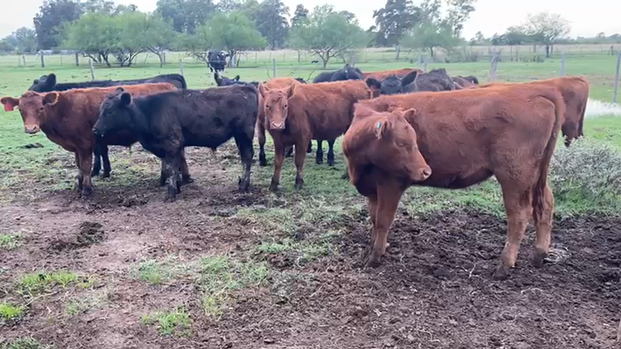 Lote 17 Terneros/as